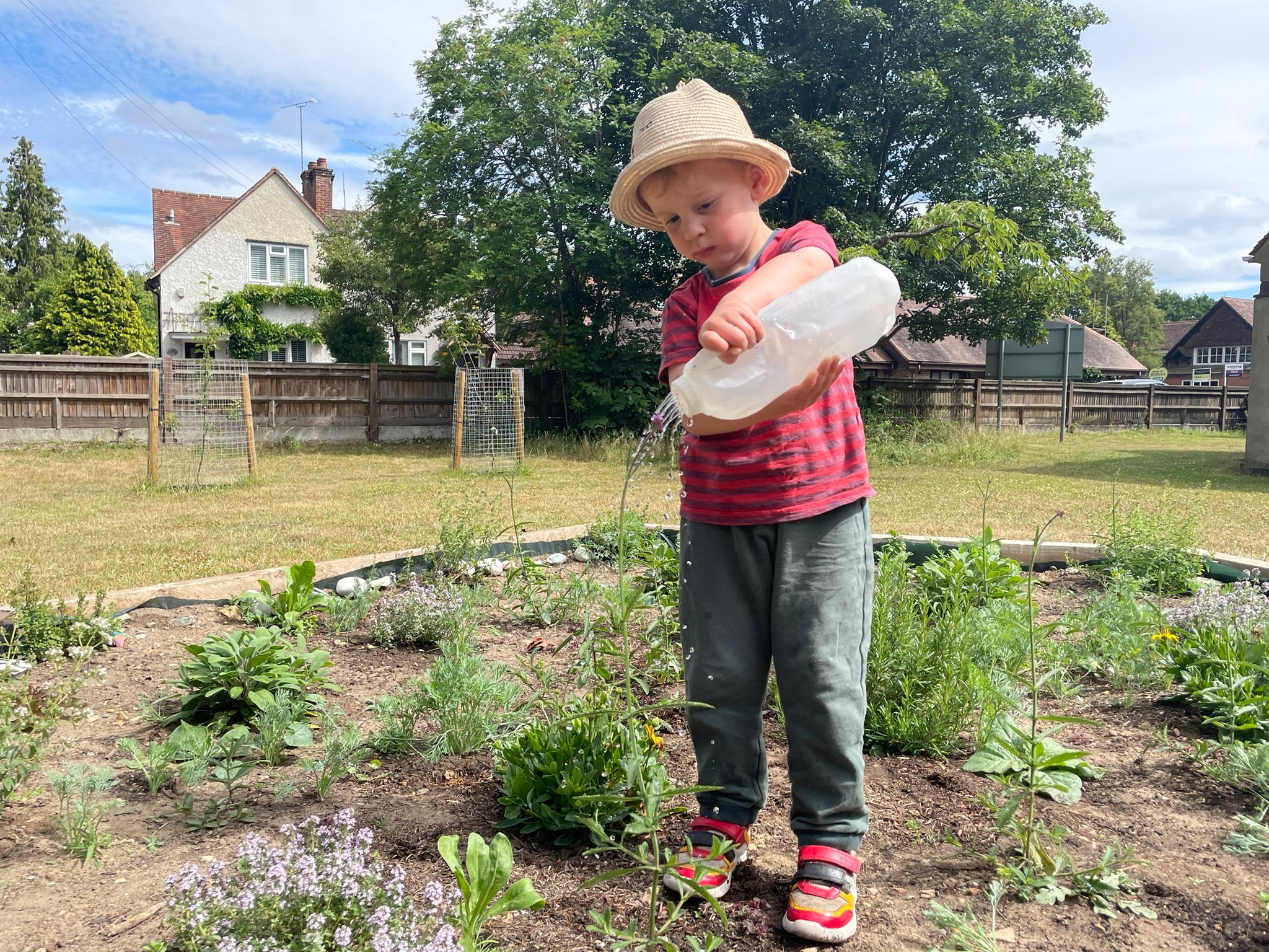 Watering with an upcycled milk jug!