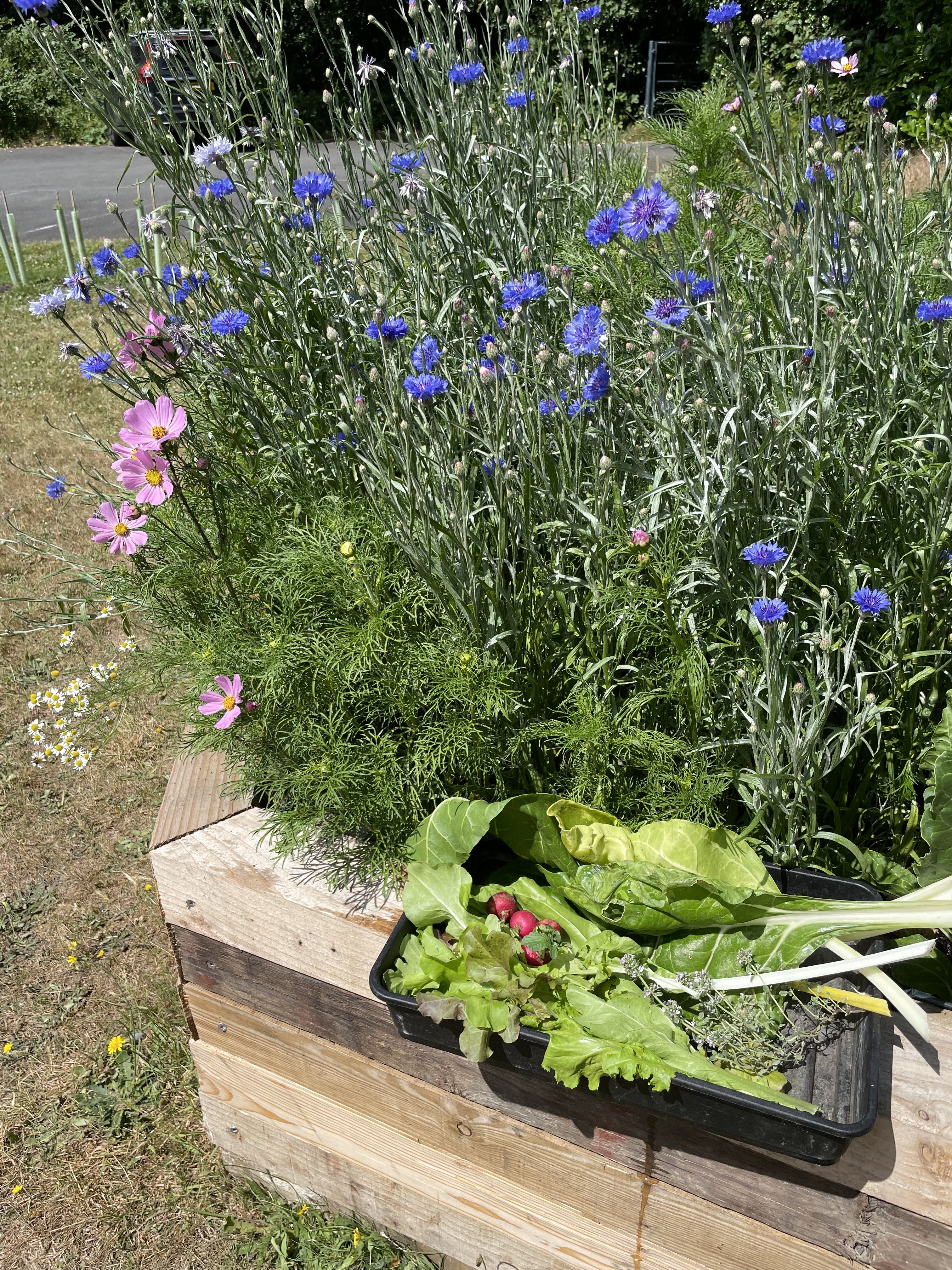 Harvest of the day and flowers