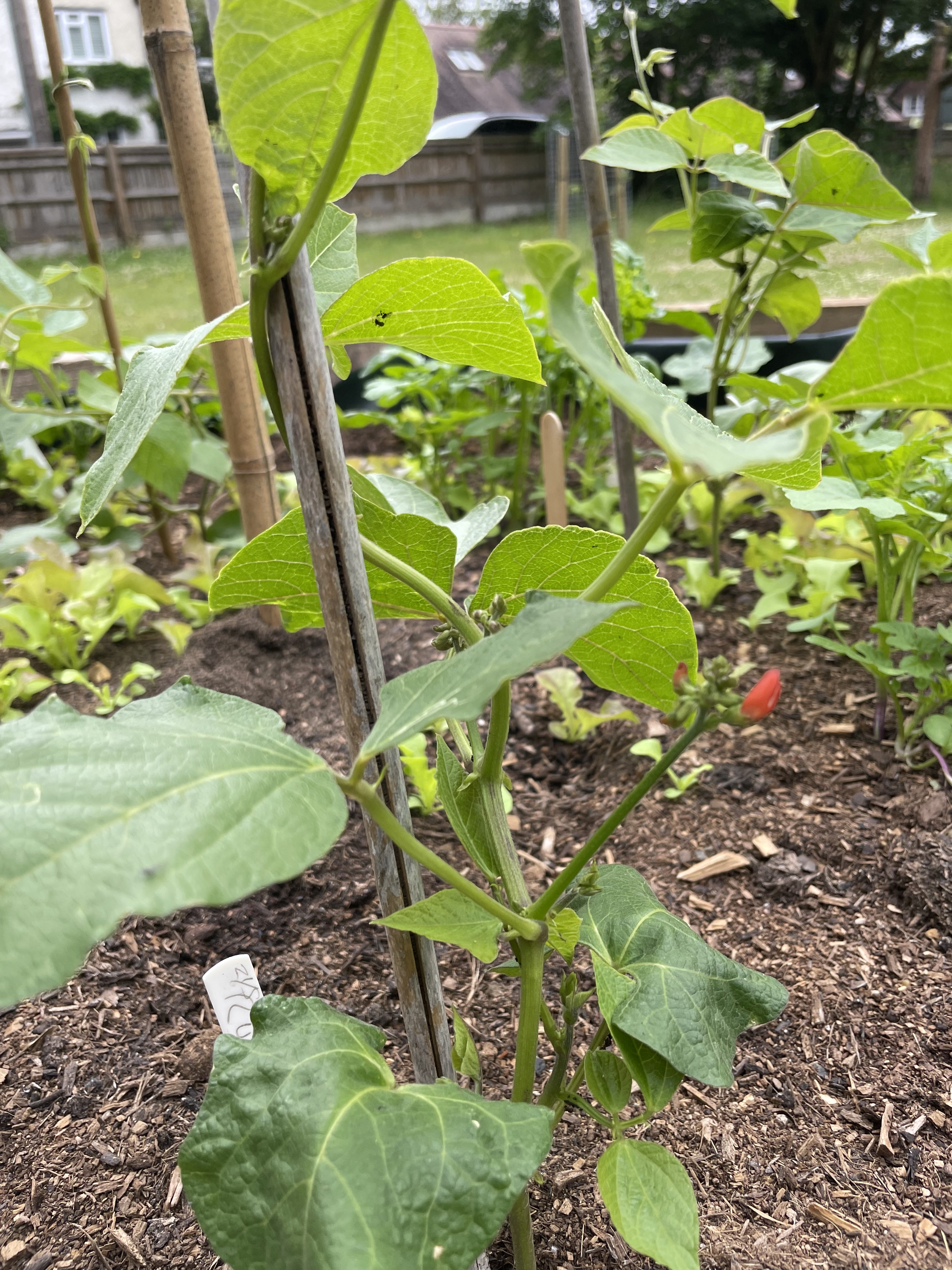 Runner beans climbing up