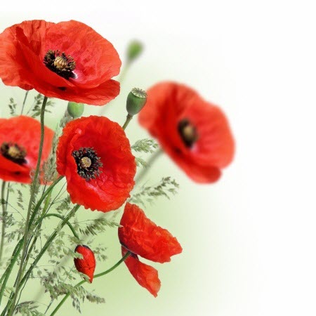 poppies